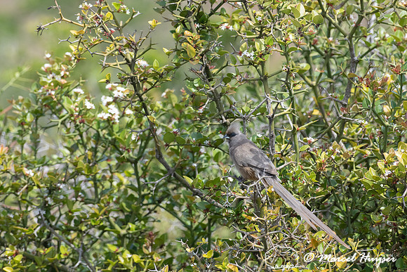 Speckled mousebird (Colius striatus), Addo Elephant National Par