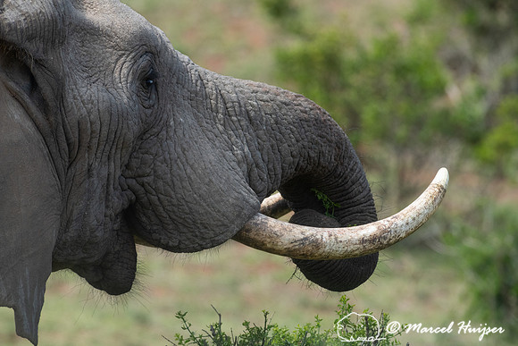 African bush elephant (Loxodonta africana), Addo Elephant Nation