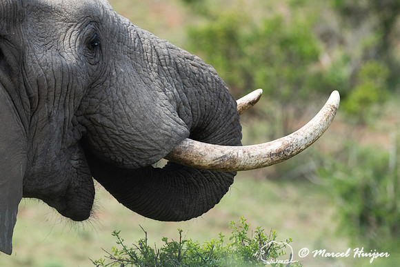 African bush elephant (Loxodonta africana), Addo Elephant Nation