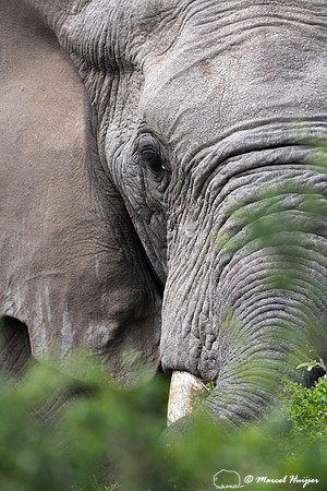 African bush elephant (Loxodonta africana), Addo Elephant Nation