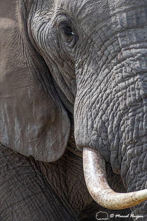 African bush elephant (Loxodonta africana), Addo Elephant Nation