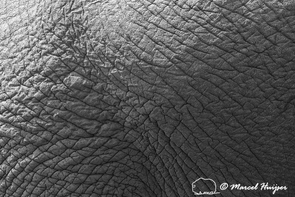 African bush elephant (Loxodonta africana), Addo Elephant Nation
