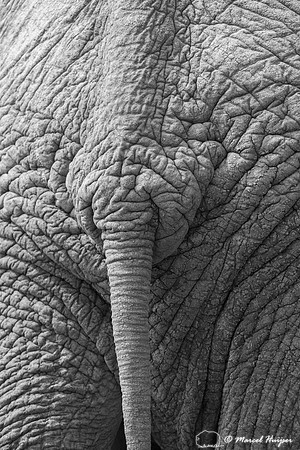 African bush elephant (Loxodonta africana), Addo Elephant Nation