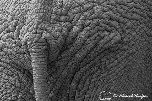 African bush elephant (Loxodonta africana), Addo Elephant Nation