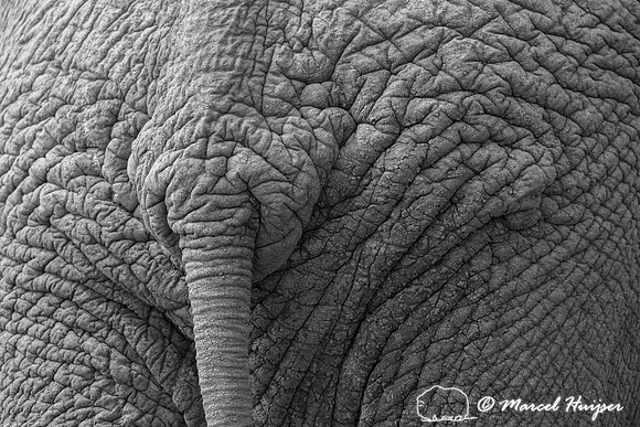 African bush elephant (Loxodonta africana), Addo Elephant Nation