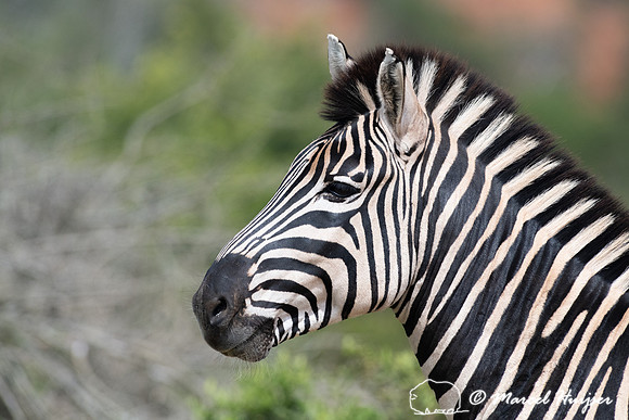 Burchell's zebra (Equus quagga burchellii), a southern subspecie
