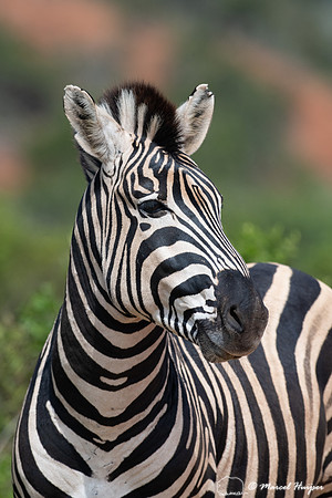 Burchell's zebra (Equus quagga burchellii), a southern subspecie