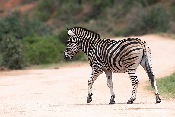 Burchell's zebra (Equus quagga burchellii), a southern subspecie