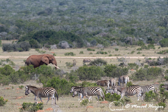 Burchell's zebra (Equus quagga burchellii), a southern subspecie