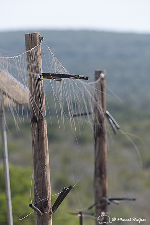 Electrified strings to exclude elephants from a waterhole, Addo