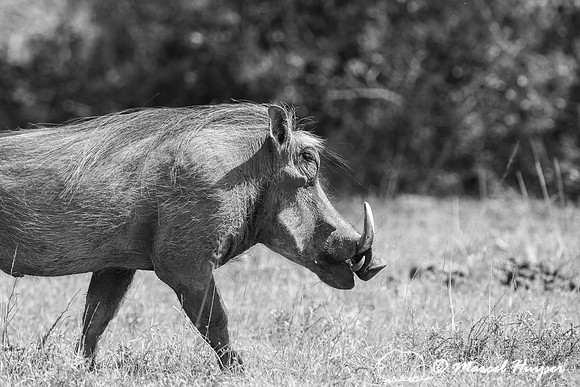 Common warthog (Phacochoerus africanus), Addo Elephant National