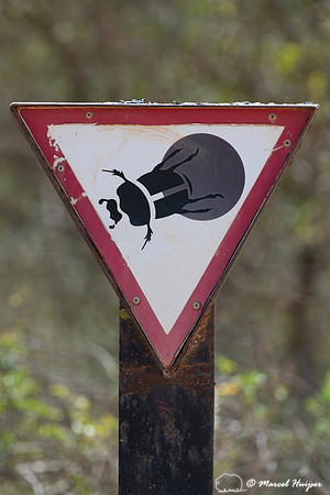 Warning sign for flightless dung beetle (Circellium bacchus), Ad