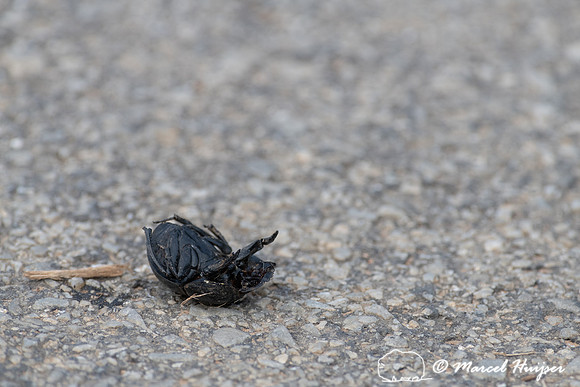 Roadkilled flightless dung beetle (Circellium bacchus), Addo Ele
