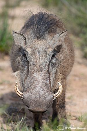 Common warthog (Phacochoerus africanus), Addo Elephant National