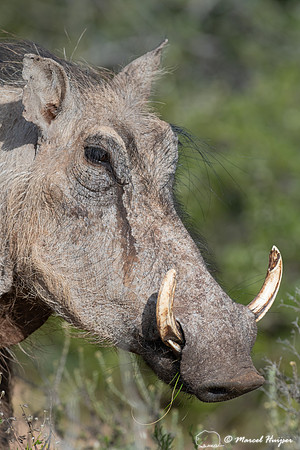 Common warthog (Phacochoerus africanus), Addo Elephant National