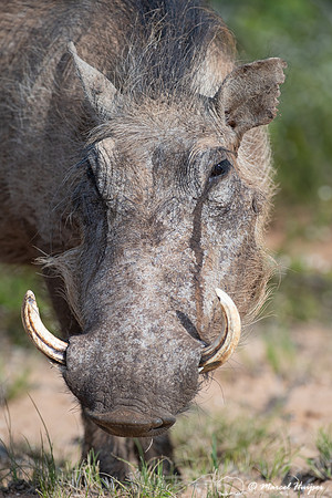 Common warthog (Phacochoerus africanus), Addo Elephant National