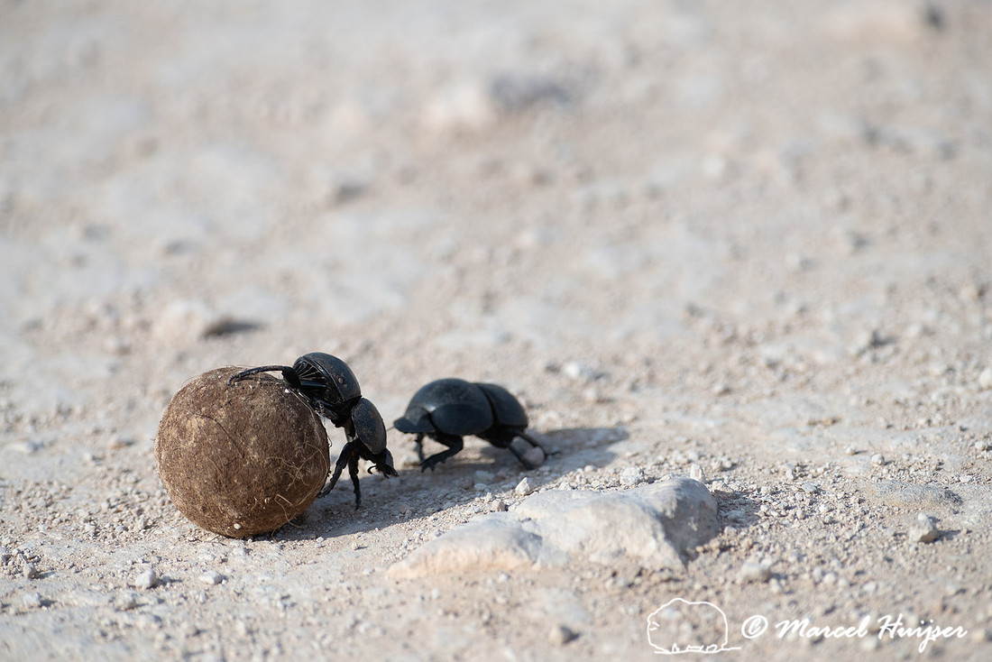 Flightless dung beetles fighting over dung ball on dirt road (Ci