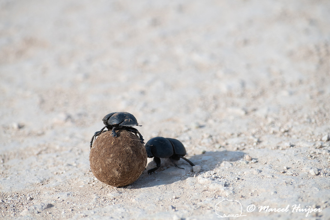 Flightless dung beetles fighting over dung ball on dirt road (Ci