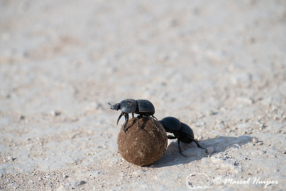 Flightless dung beetles fighting over dung ball on dirt road (Ci