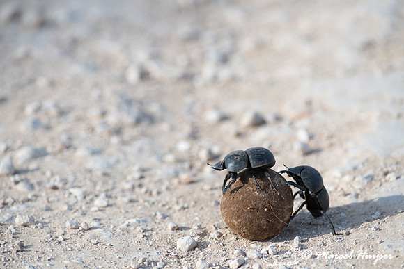 Flightless dung beetles fighting over dung ball on dirt road (Ci