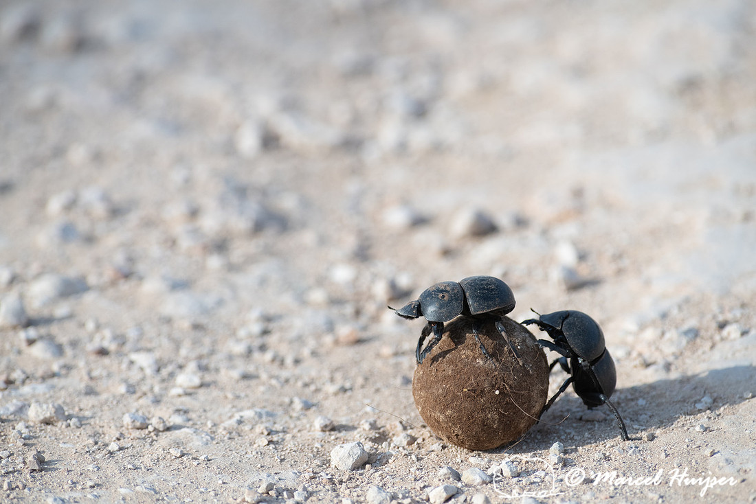 Flightless dung beetles fighting over dung ball on dirt road (Ci