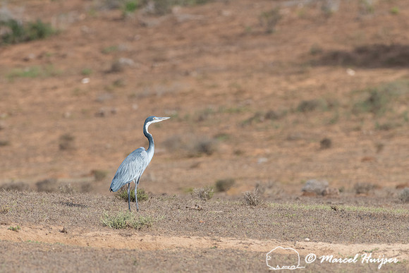 Black-headed heron (Ardea melanocephala), Addo Elephant National