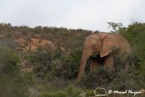 African bush elephant (Loxodonta africana), Addo Elephant Nation