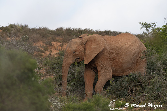 African bush elephant (Loxodonta africana), Addo Elephant Nation