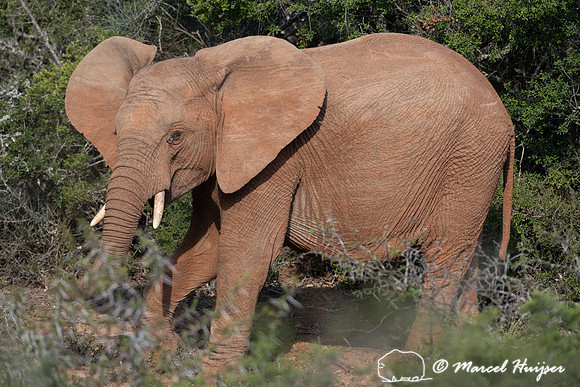 African bush elephant (Loxodonta africana), Addo Elephant Nation