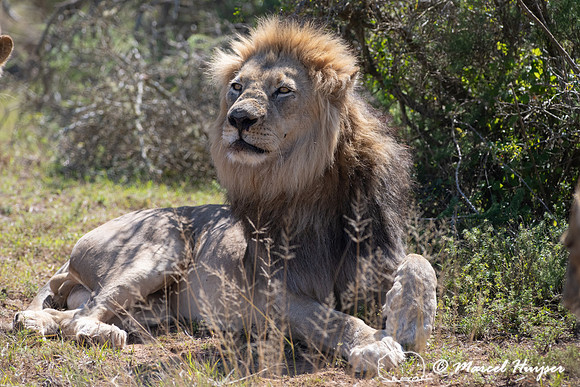 Lion (Panthera leo), Addo Elephant National Park, Eastern Cape,