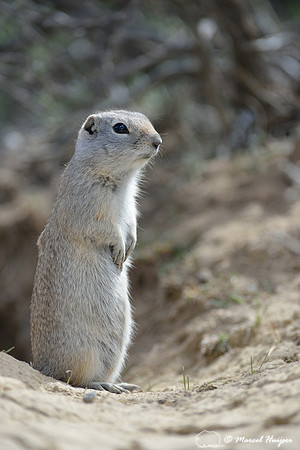 Uinta ground squirrel (Urocitellus armatus), Montana, USA