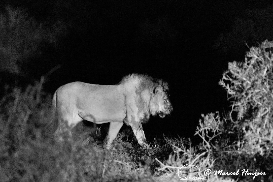 Lion (Panthera leo), Addo Elephant National Park, Eastern Cape,