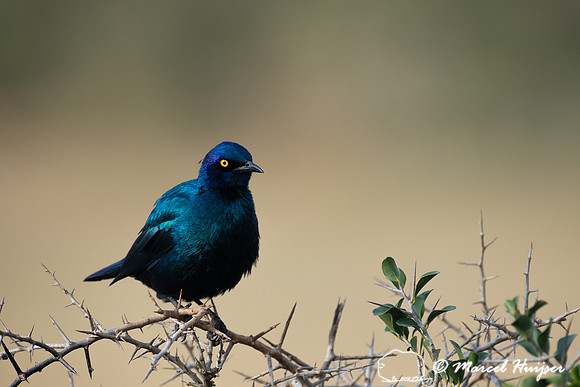Cape glossy starling (Lamprotornis nitens), Addo Elephant Nation