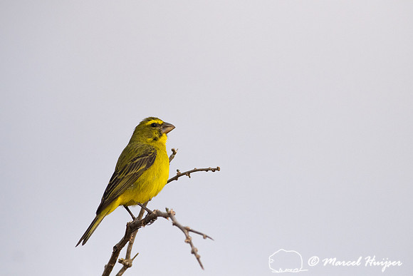 Yellow-fronted canary (Crithagra mozambica), Addo Elephant Natio