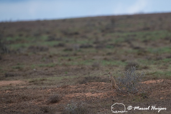 Yellow mongoose (Cynictis penicillata), Addo Elephant National P