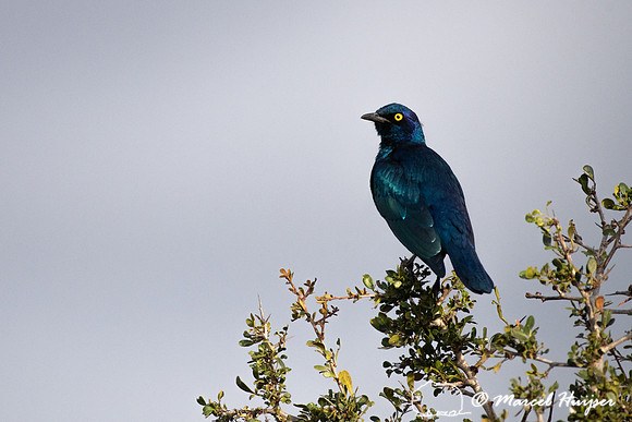 Cape glossy starling (Lamprotornis nitens), Addo Elephant Nation