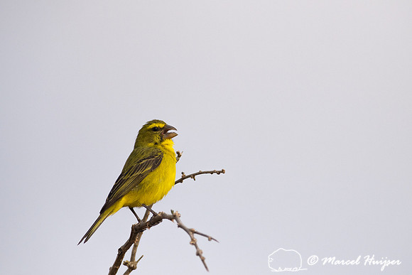 Yellow-fronted canary (Crithagra mozambica), Addo Elephant Natio