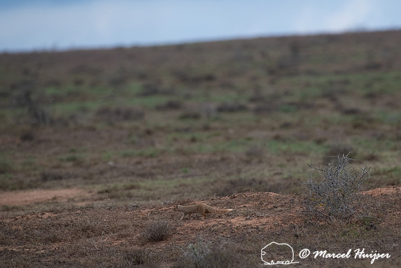 Yellow mongoose (Cynictis penicillata), Addo Elephant National P
