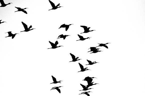 Flock of white-faced ibis (Plegadis chihi), Tanquã wetland, Rio Piracicaba, São Paulo, Brazil
