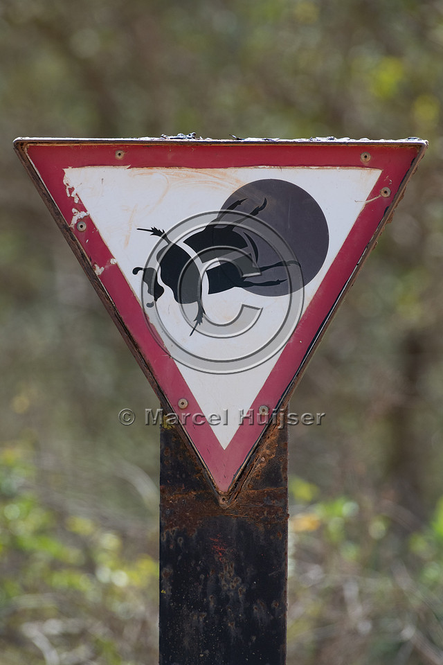 Warning sign for flightless dung beetle (Circellium bacchus), Ad