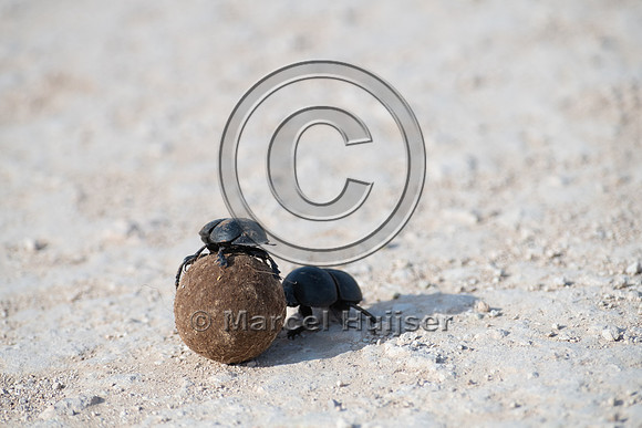 Flightless dung beetles fighting over dung ball on dirt road (Ci