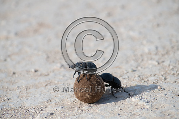 Flightless dung beetles fighting over dung ball on dirt road (Ci