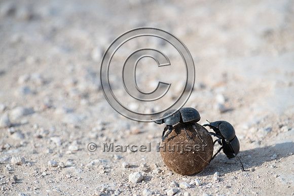 Flightless dung beetles fighting over dung ball on dirt road (Ci