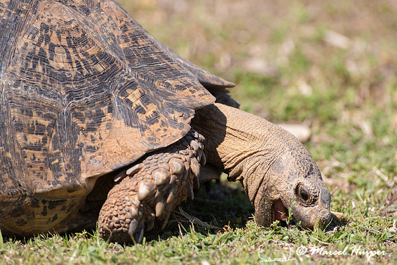 Leopard tortoise (Stigmochelys pardalis), Addo Elephant National