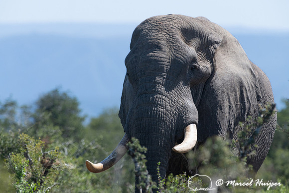African bush elephant (Loxodonta africana), Addo Elephant Nation