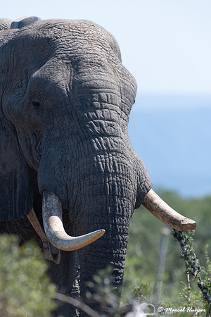 African bush elephant (Loxodonta africana), Addo Elephant Nation