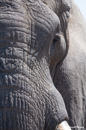 African bush elephant (Loxodonta africana), Addo Elephant Nation