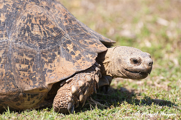 Leopard tortoise (Stigmochelys pardalis), Addo Elephant National