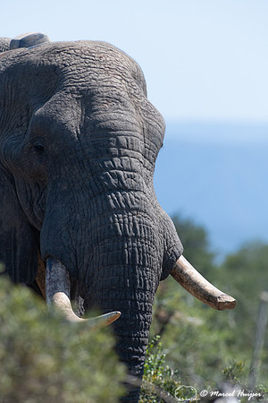 African bush elephant (Loxodonta africana), Addo Elephant Nation