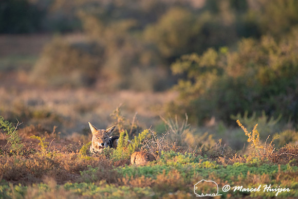 Black-backed jackal (Canis mesomelas), Addo Elephant National Pa